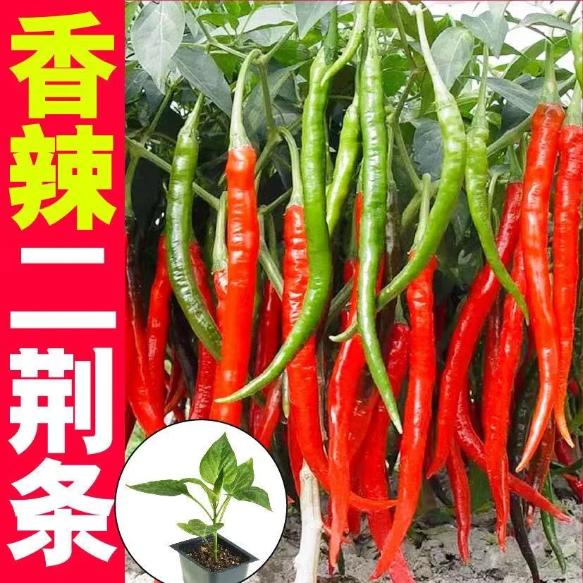 二荆条辣椒苗蔬菜苗带土辣椒苗