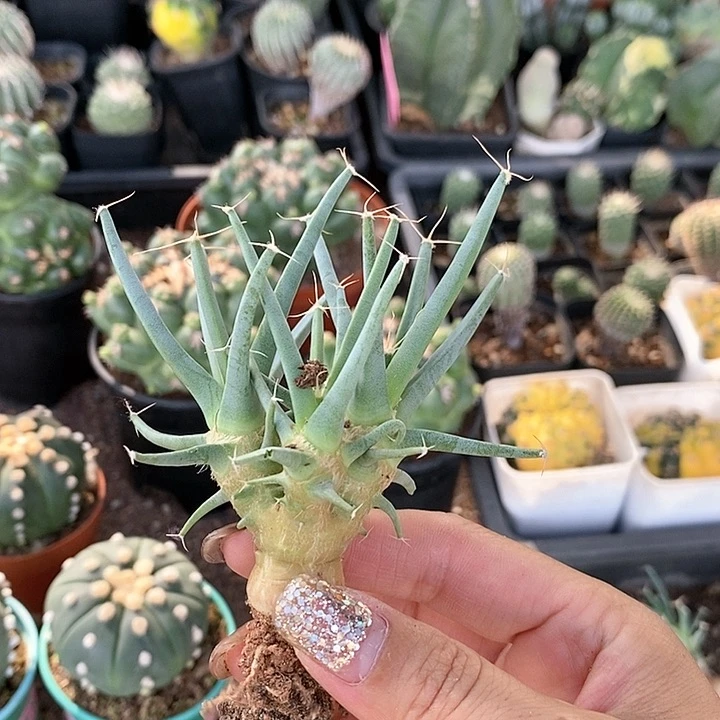 花花草草花花草草