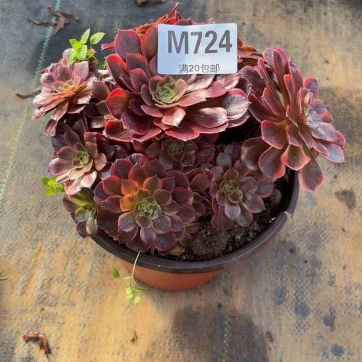 瑞妈，。。。。。724水果糖，