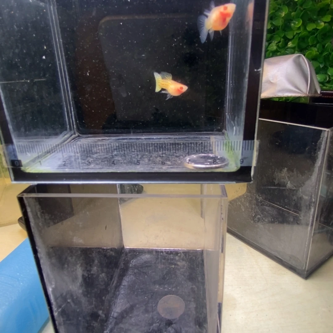 孔雀鱼蕾丝白字短球体一对