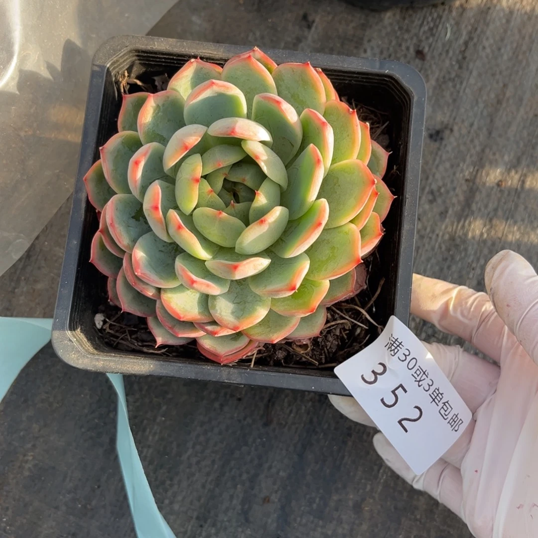 是***呀352不知名小单头多肉植物～