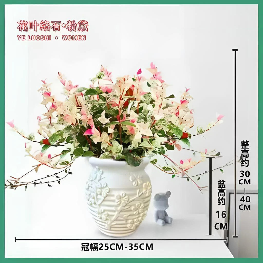 花叶络石室内四季五彩花卉客厅阳台彩络叶办公室桌面植物30-40CM