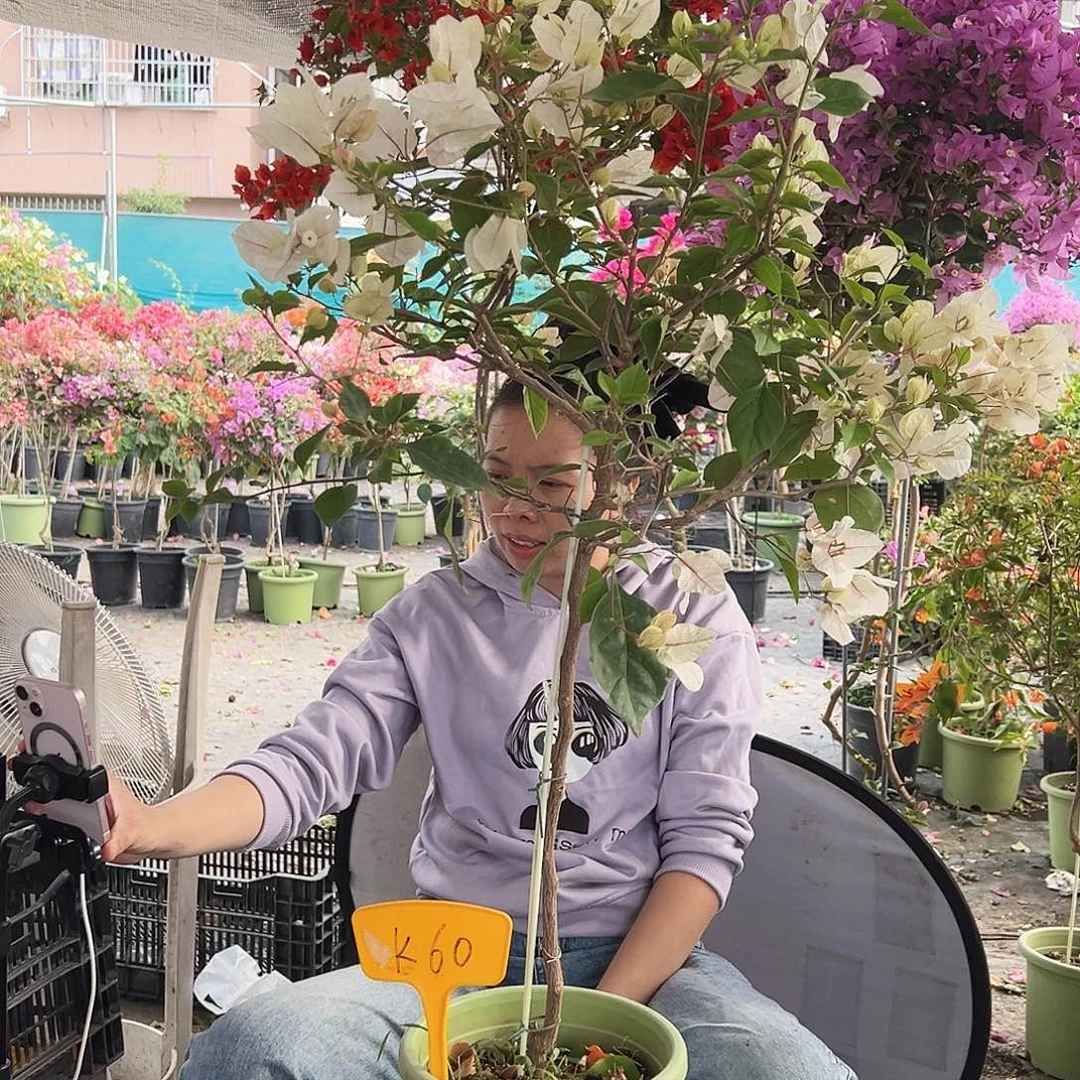 李***4大部分花苞少量开放 K60红樱