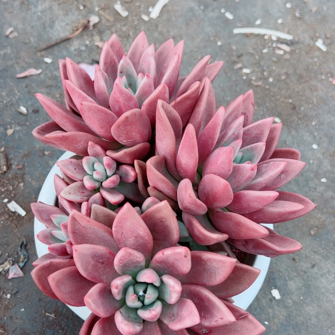 桃花源三大头起发无砍整装