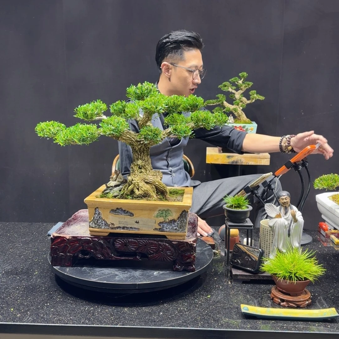 无花朵黄杨室内室外盆景艺术