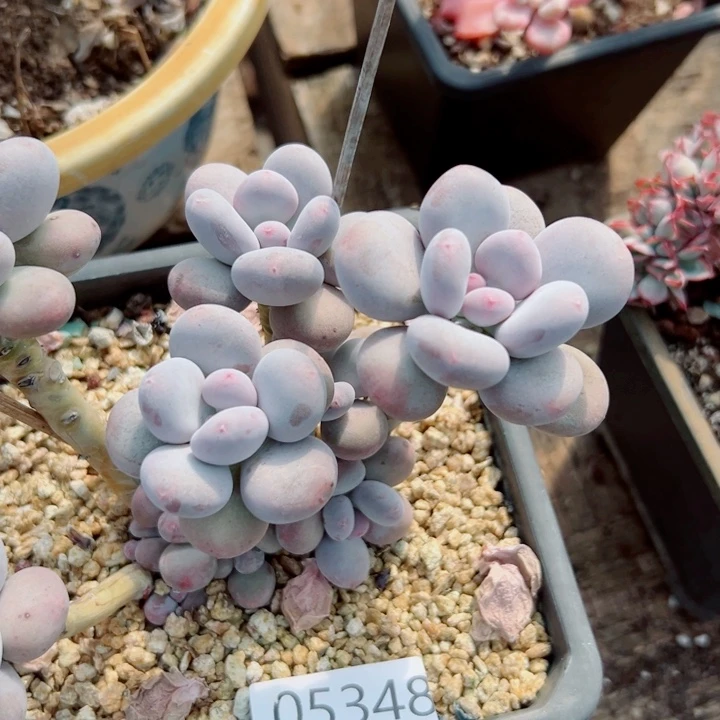 幸运儿的故事也是很