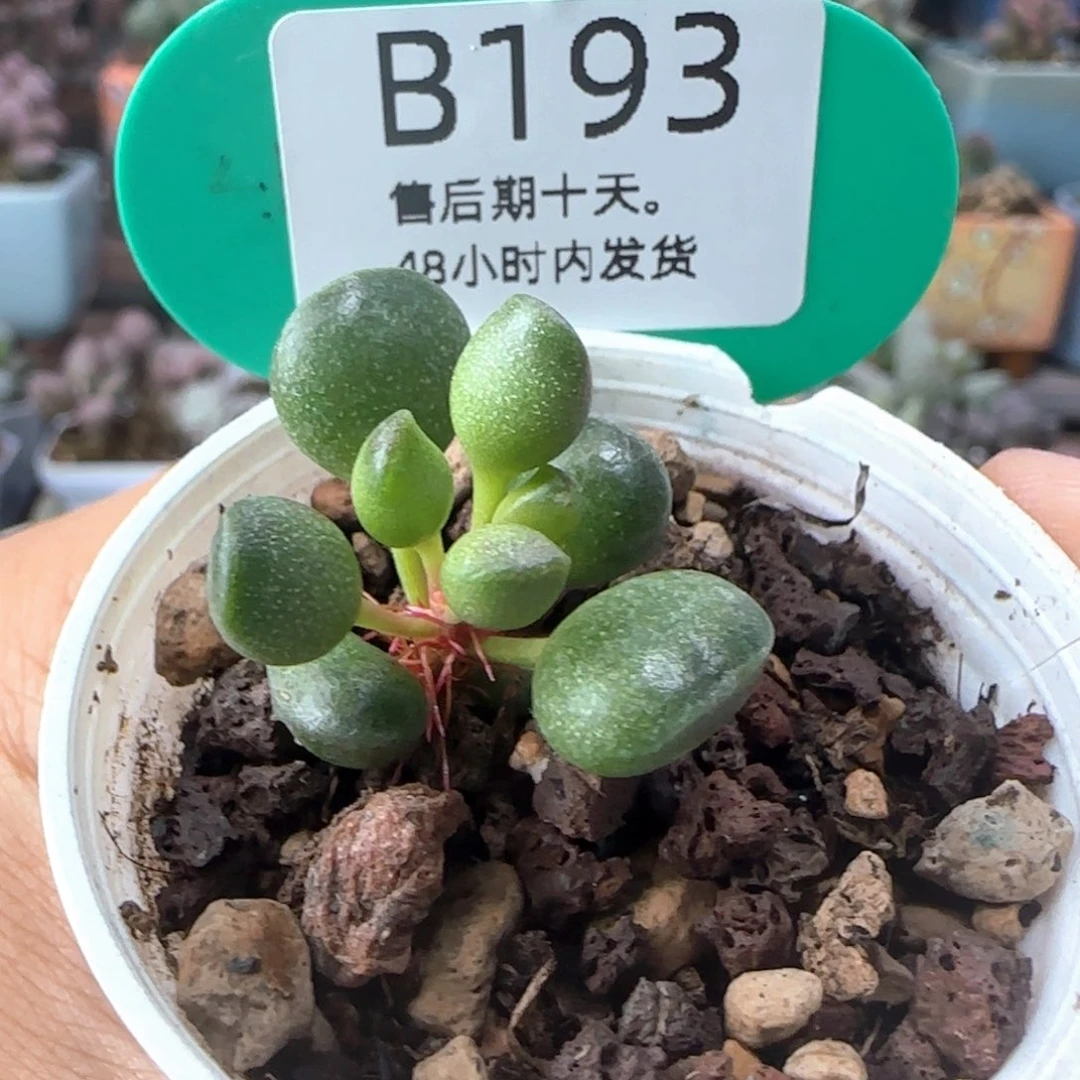 福利。     193。