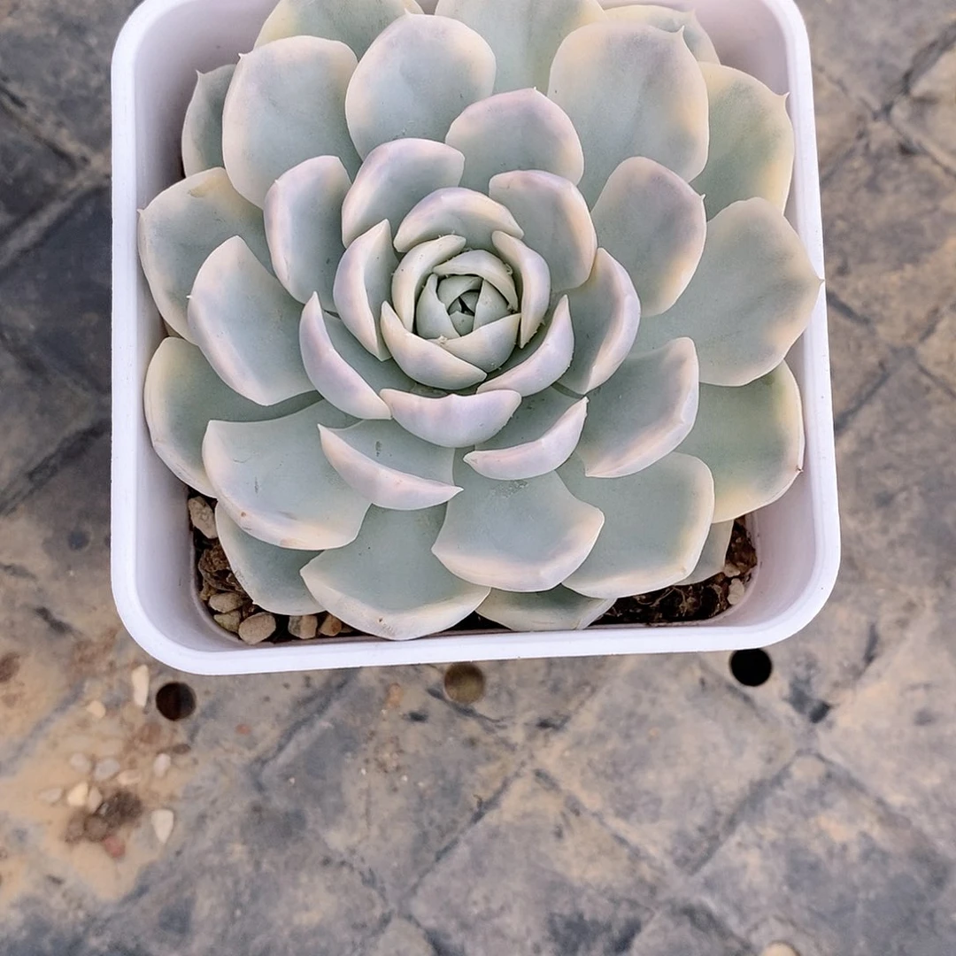 雪球锦多肉植物11111
