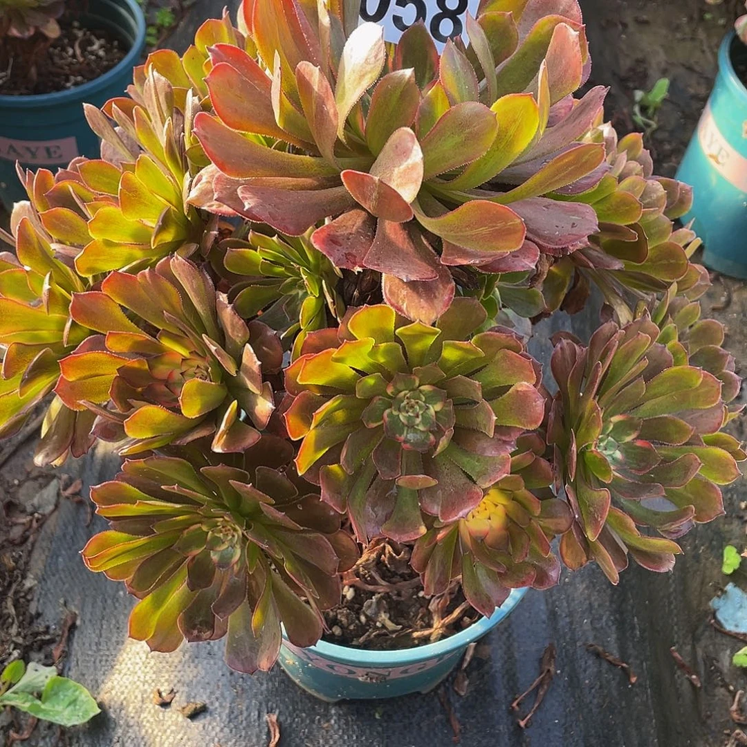 赛***装多肉法师58号烟花发货不包损