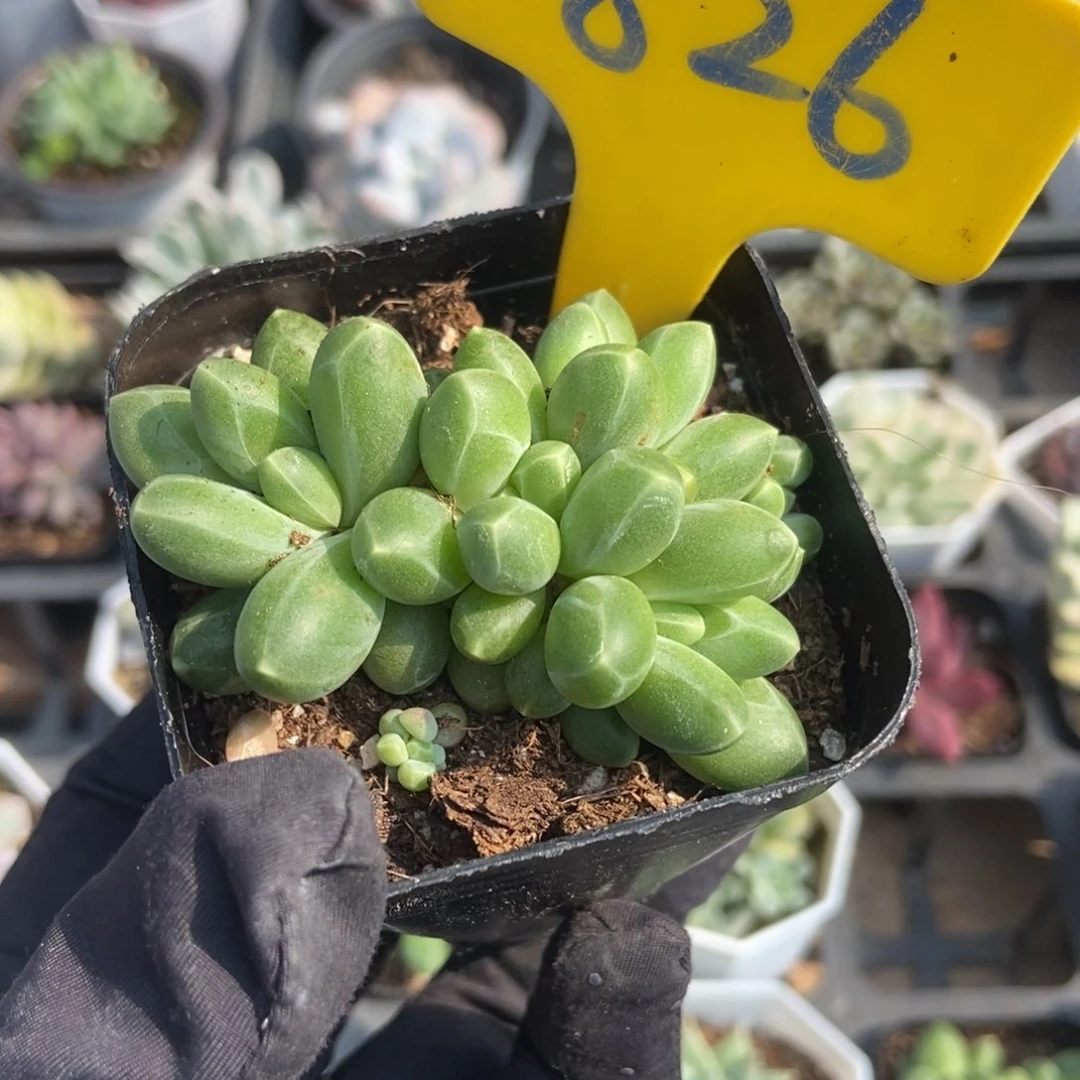 826千代田多肉植物保护