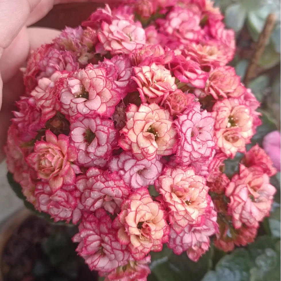 彩霞长寿到手一盆