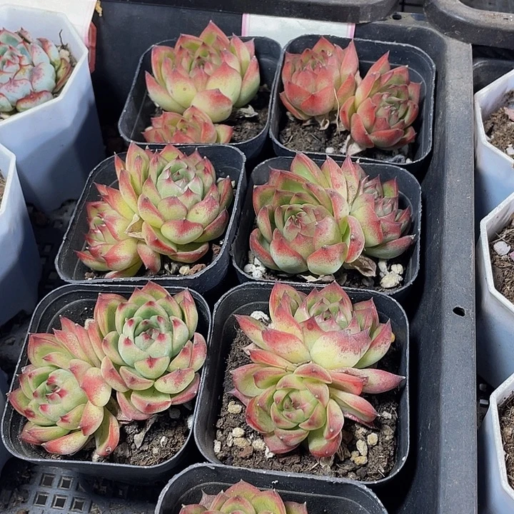 双头月亮石带盆土发