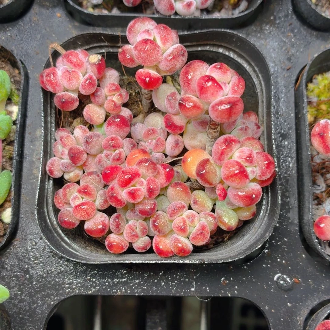 汤姆漫画多肉9.9包邮发货