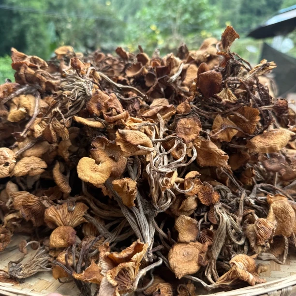 现收 农户 青岗菌