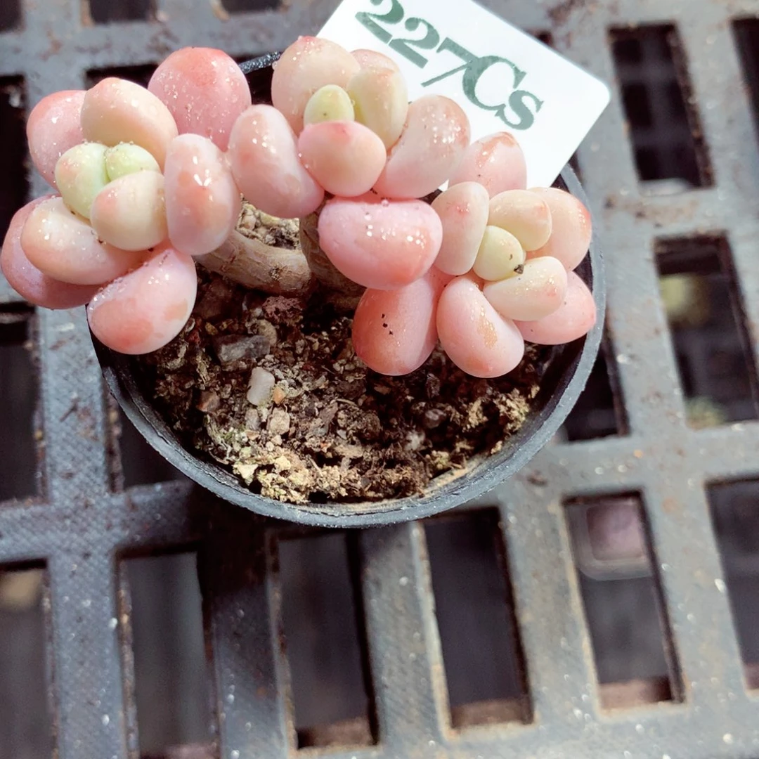 5厘米盆精控多肉227