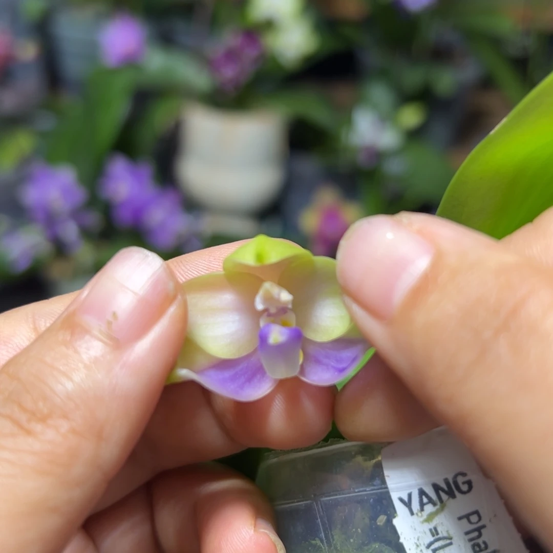 大部分开放少量花苞叶瑕福利