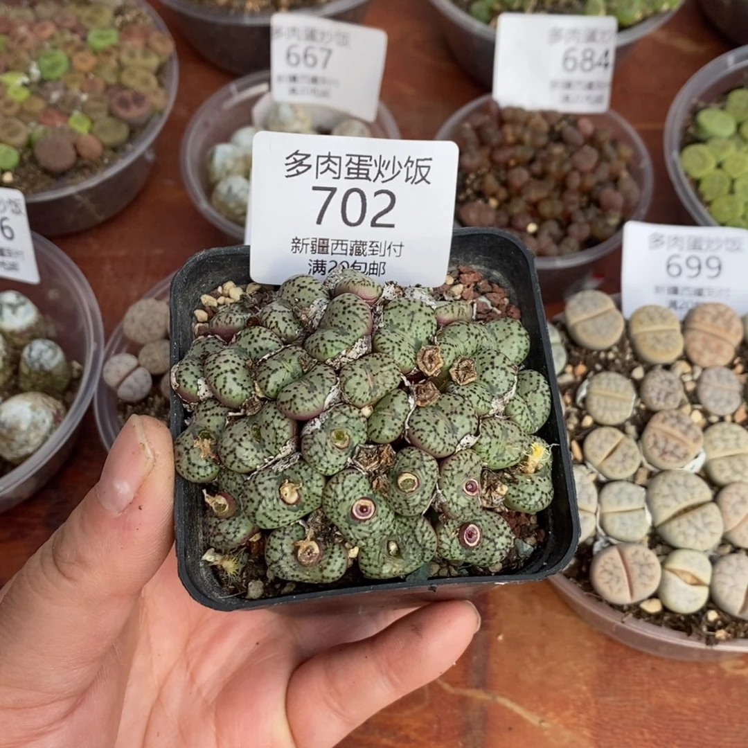 感谢您的支持，00702