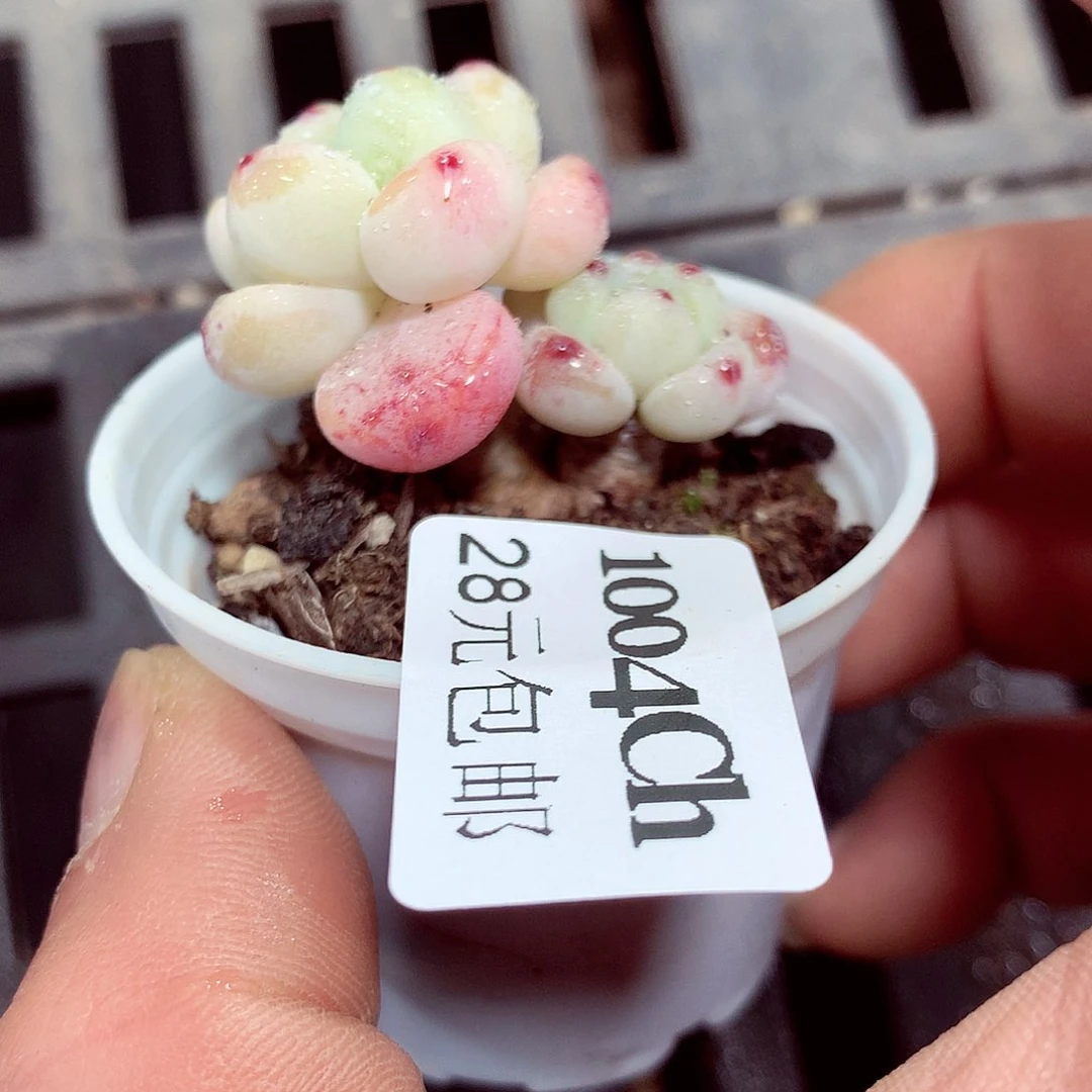 5厘米盆精控多肉1004