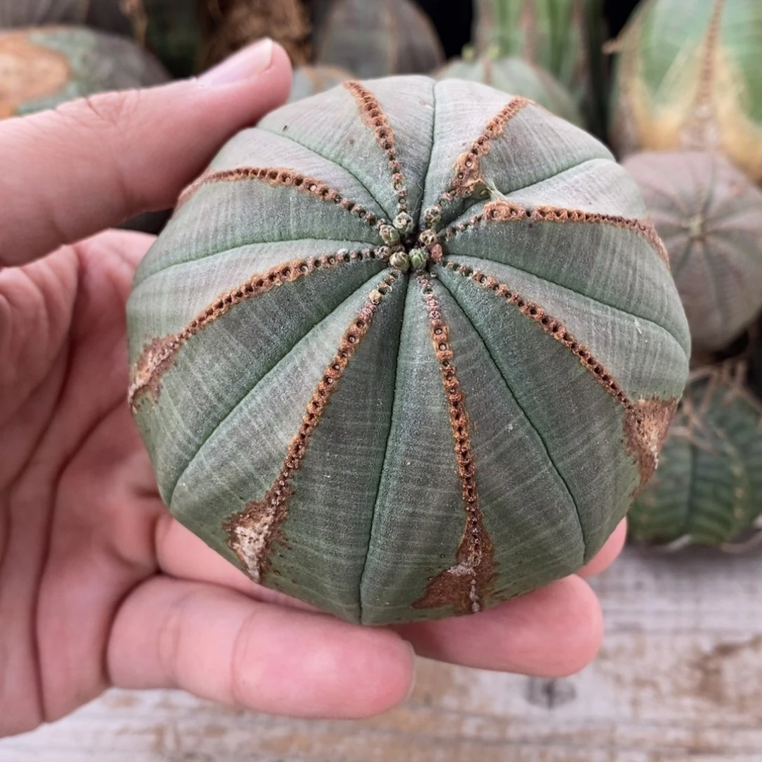 3 欧系实生布纹球多肉植