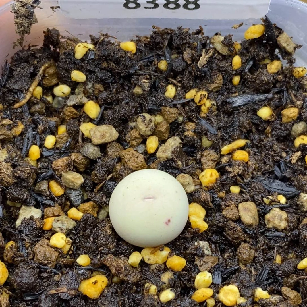 8388。v嘴。脱土。。。。。。