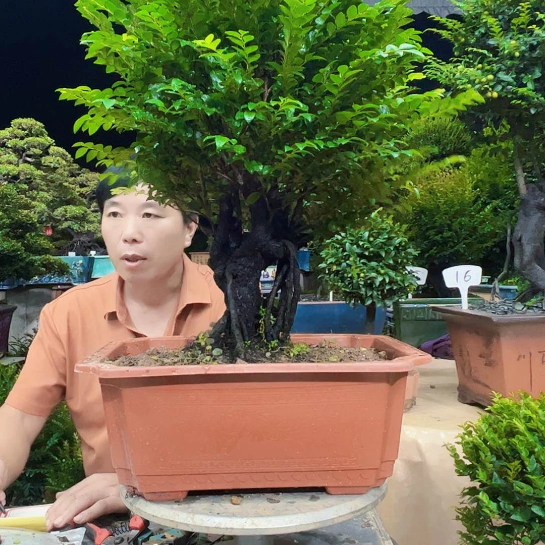 当前无花朵，栽培后可花朵?秀明园艺秀明园艺