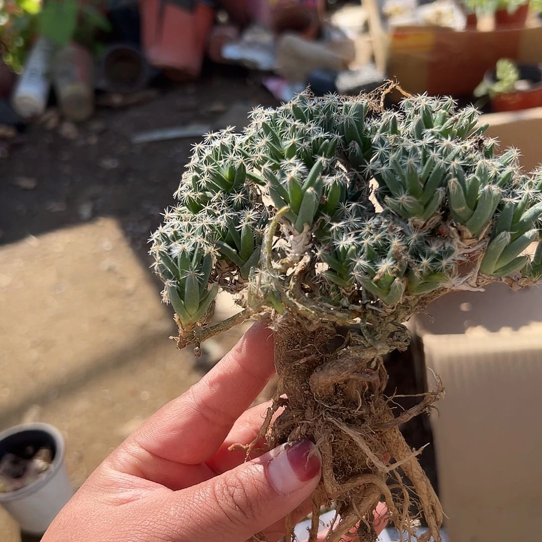 多肉植物多肉植物