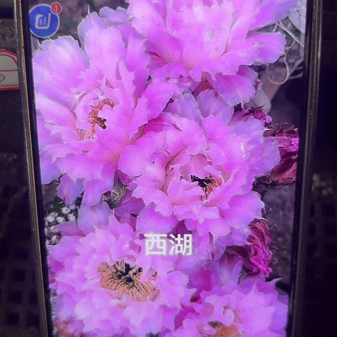 新粉落无根侧牙四公分左右