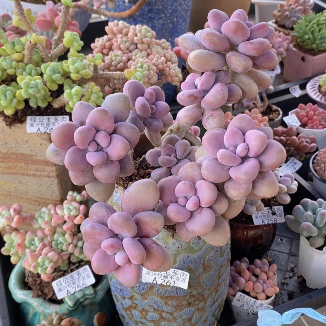 腰子桃蛋16cm261多肉植物