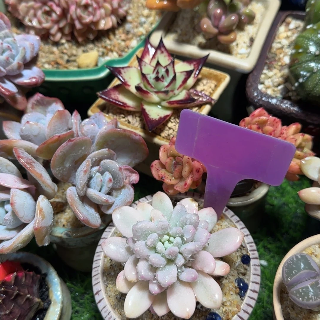 临***风多肉植物鱼子酱酱