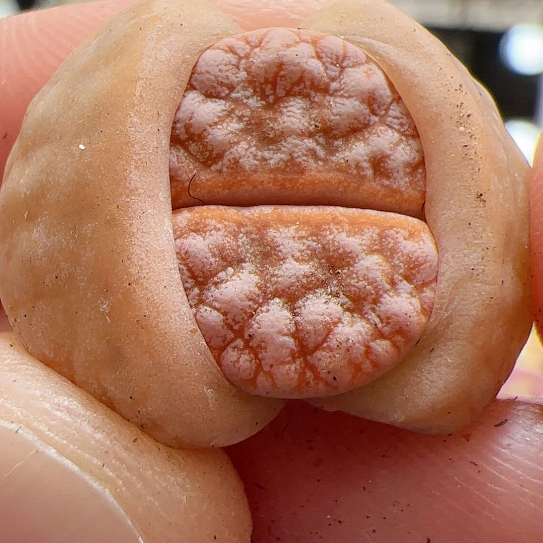 【闪购商品】246 拿铁