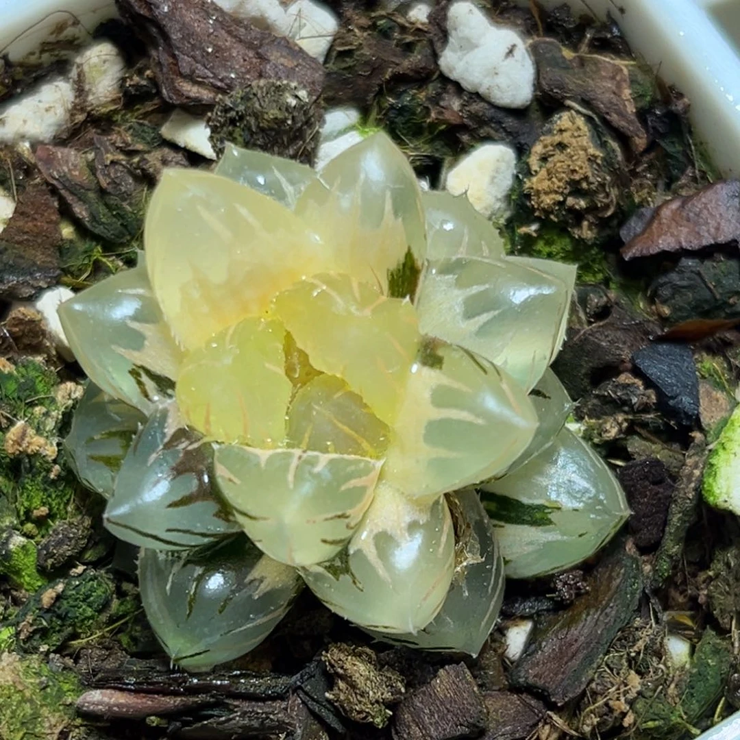 恭喜发财大吉大利0251