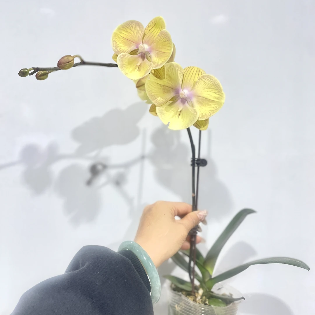 【金玉满堂】室内 蝴蝶兰花 盆栽开花株 四季好养护绿植叶片