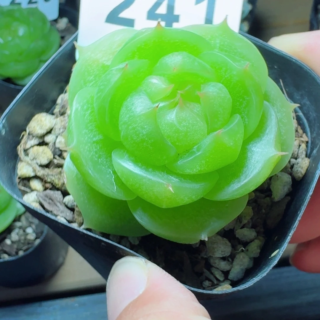 灵耀珍妮            精美多肉植物