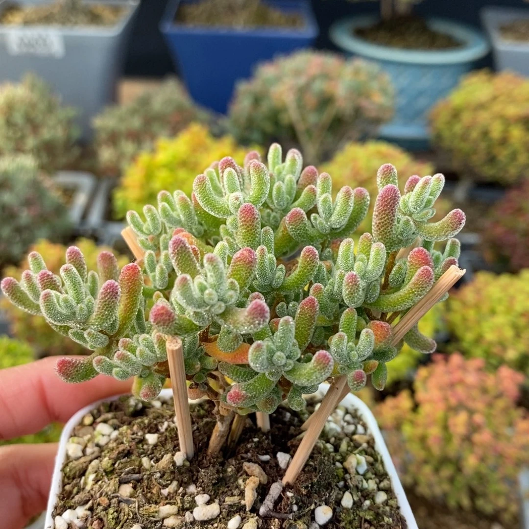 圆***圆0743冰晶 。