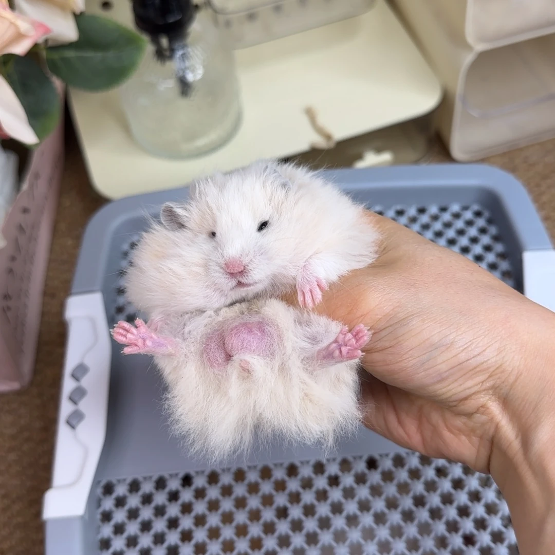 奶油黄弟弟8.03生日