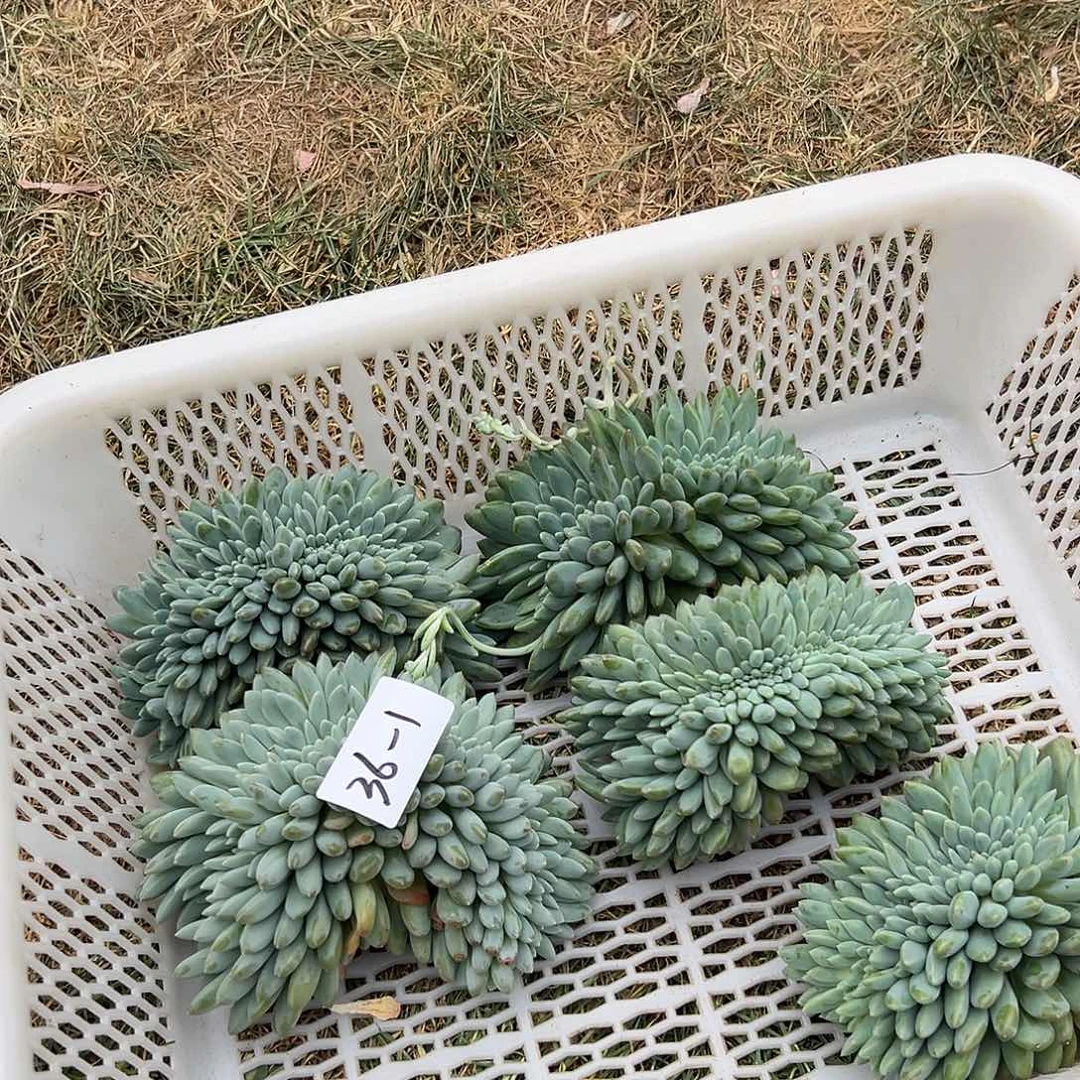 36-1奶糖缀化多肉随机