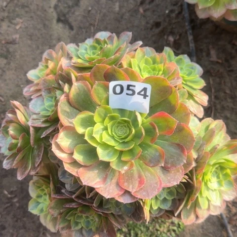 法师奶白18-17多肉