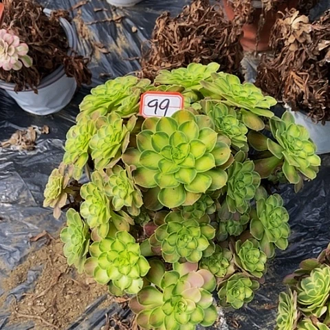 韶华老桩捧花99号