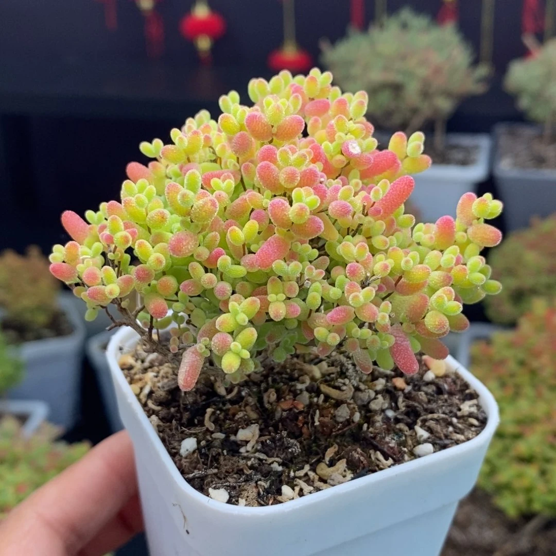 a108号蜜橘糖球枝干