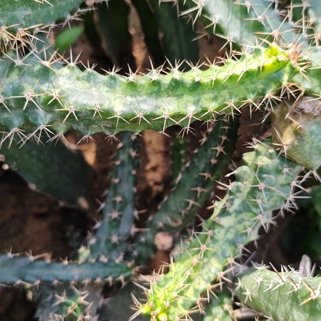 美花角锦侧芽3个福