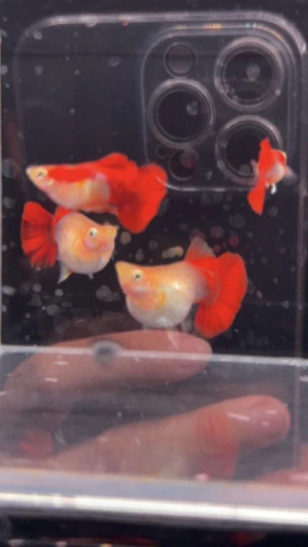 黄爆球种鱼孔雀鱼【无开箱视频不报损】