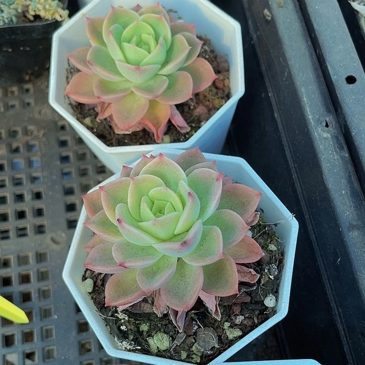 八角盆哈密瓜带盆