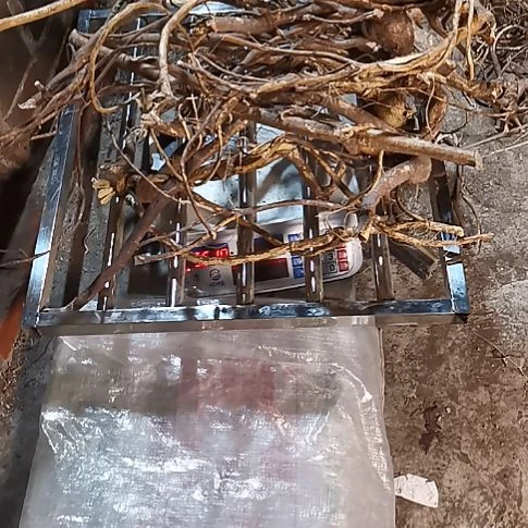 浮***.中国大陆五指毛桃整棵野生山货整棵发5斤