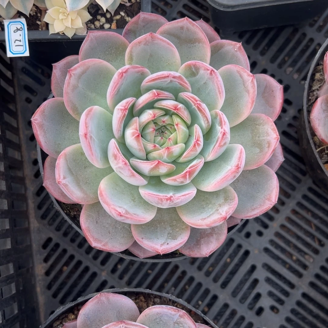 多肉大单头红鸾【非偏远满18包邮】