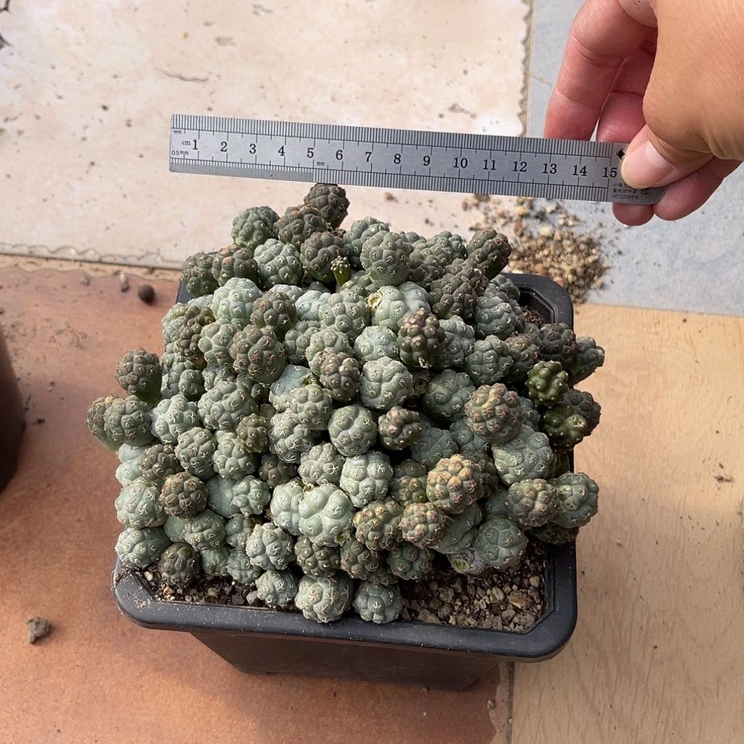 足球团扇一物一拍