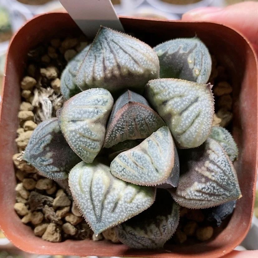 【闪购商品】85白羊座
