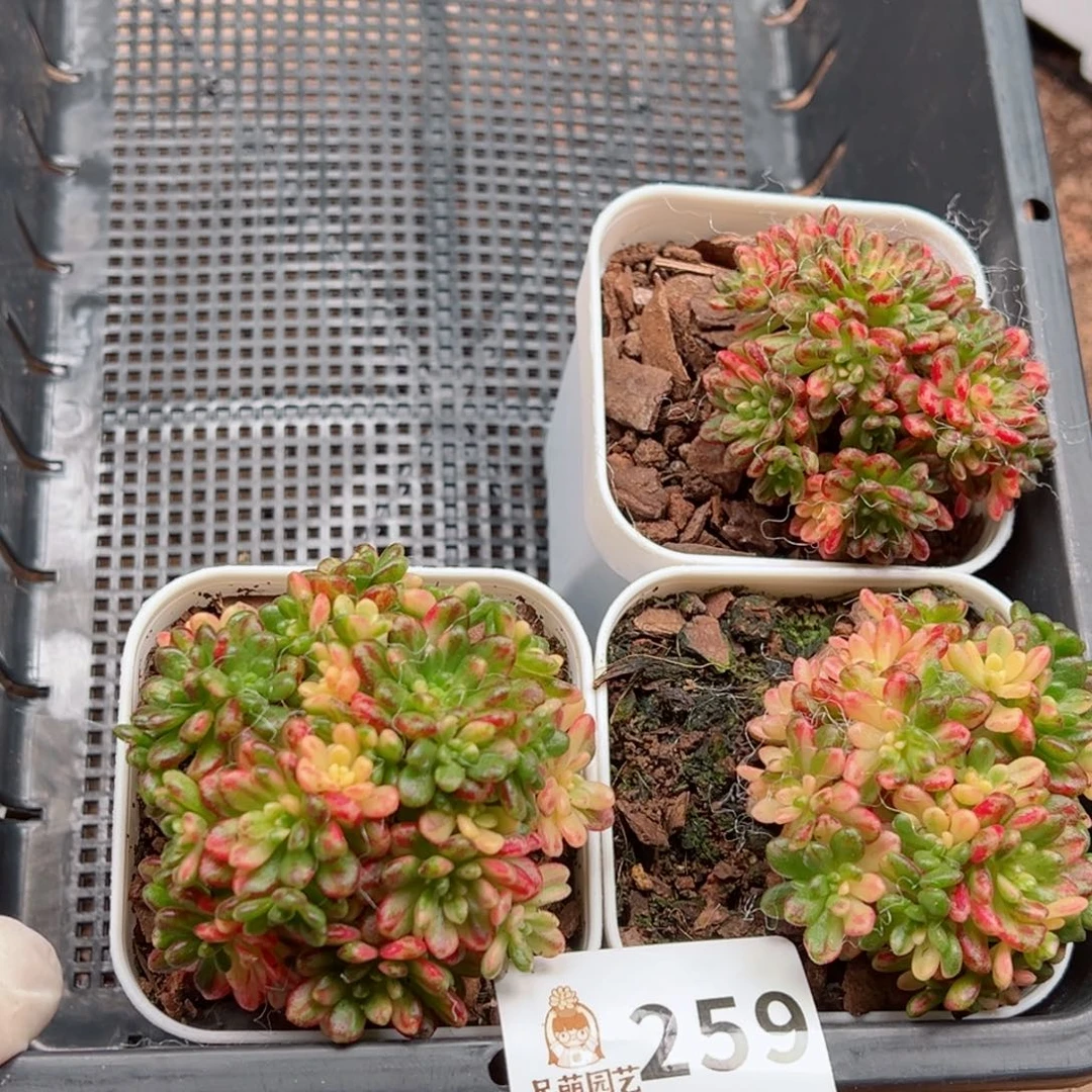 ·*散多肉植物多肉植物