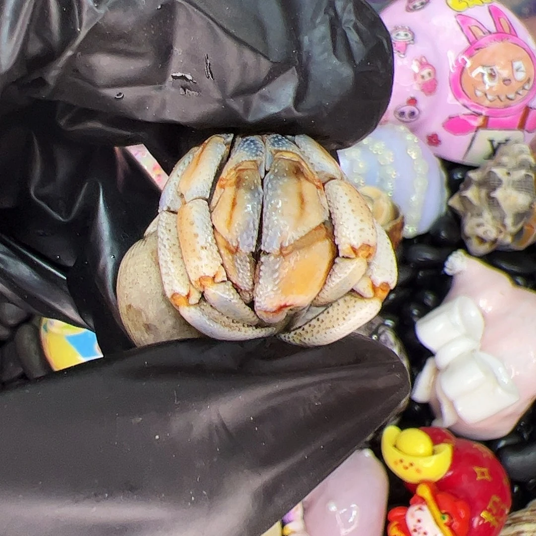 橘白腿胖球口径2.0