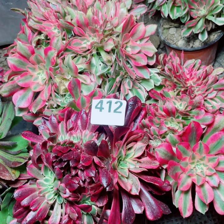 多肉植物组合412