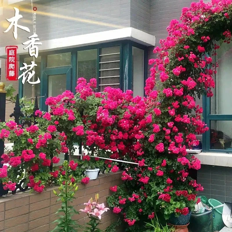 【四季爬藤红木香】大苗 浓香木香花四季爬墙大花庭院阳台当年开花